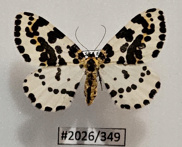 Motyl Abraxas grossulariata samica 39mm .