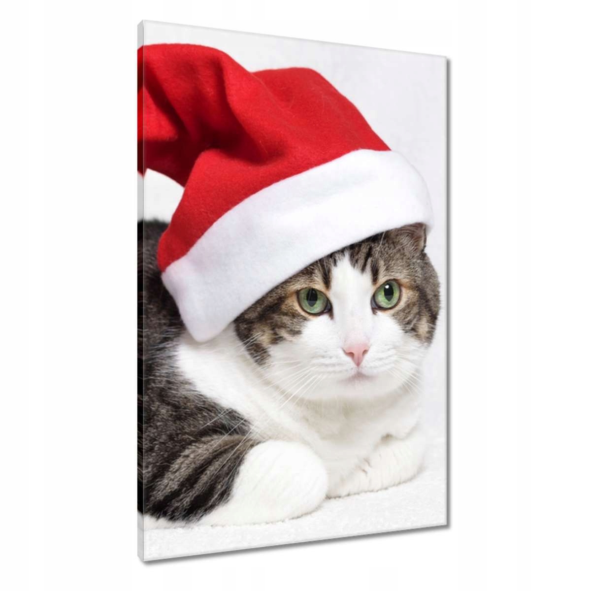 Obrazy 60x90 Kočka Kotě Kočky