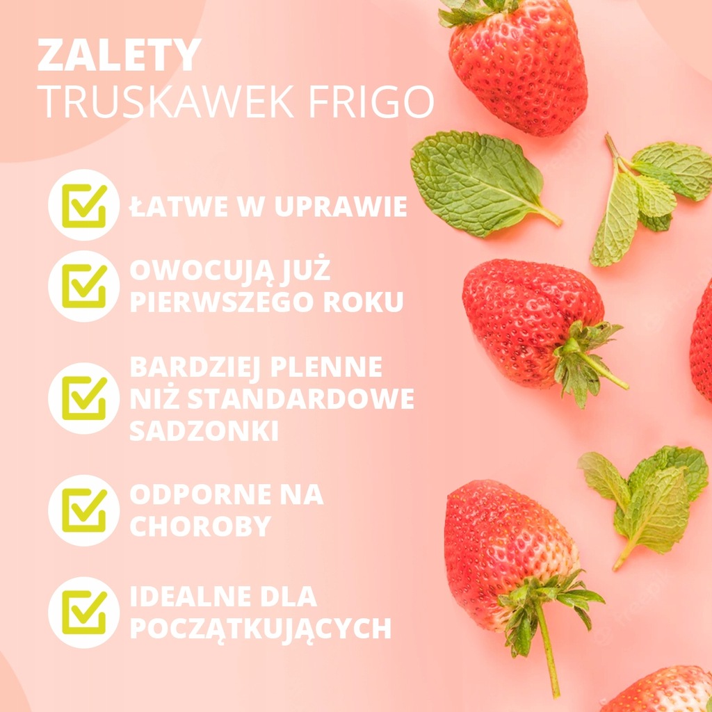 STRAWBERRY MONTEREY TUTTO L'ANNO RIPETE FRUTTIFICANTI DOLCISSIME PIANTINE 10 Nome latino fragaria ananassa