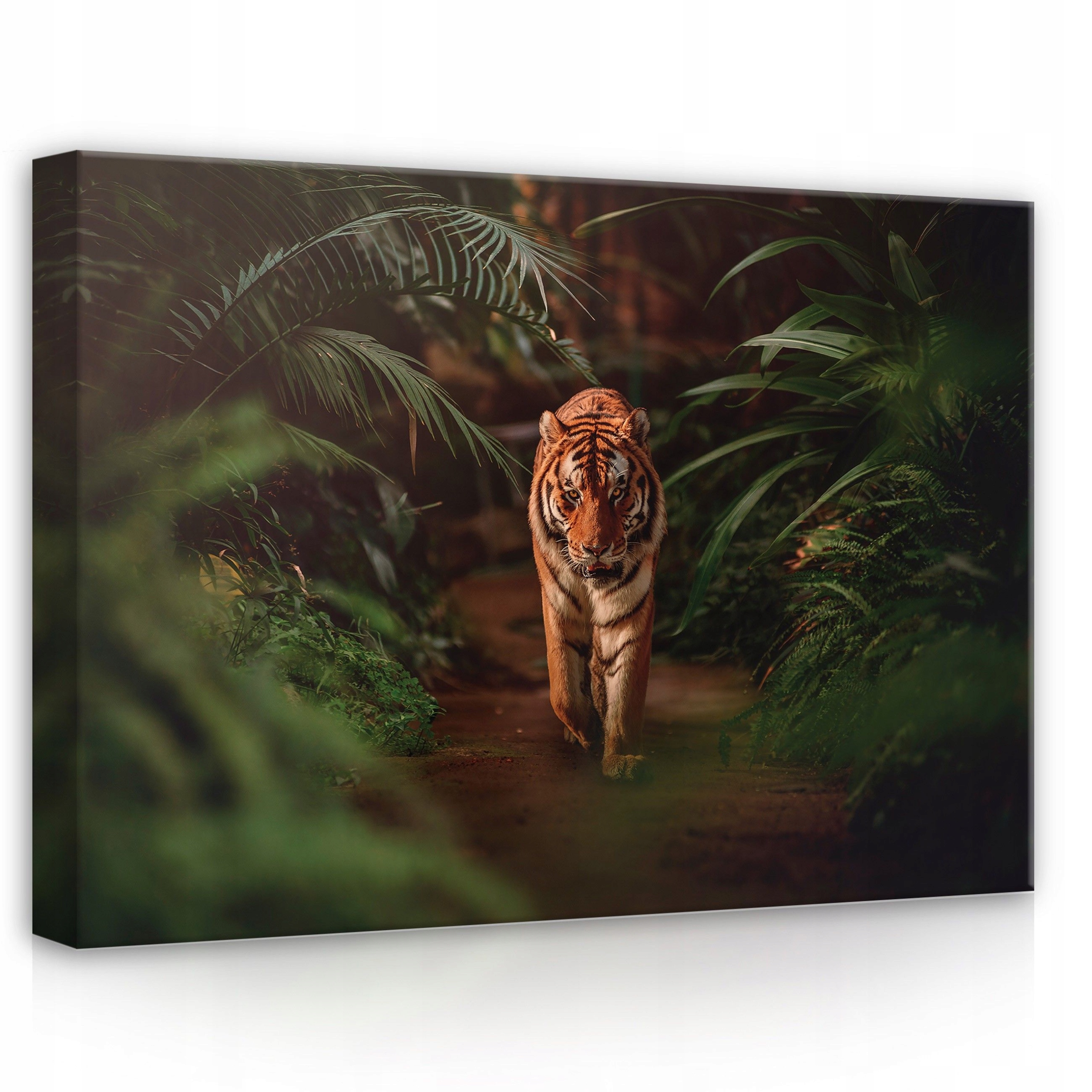 Obraz 70x50 Tygr džungle divoká příroda síla grácie tropy pohled