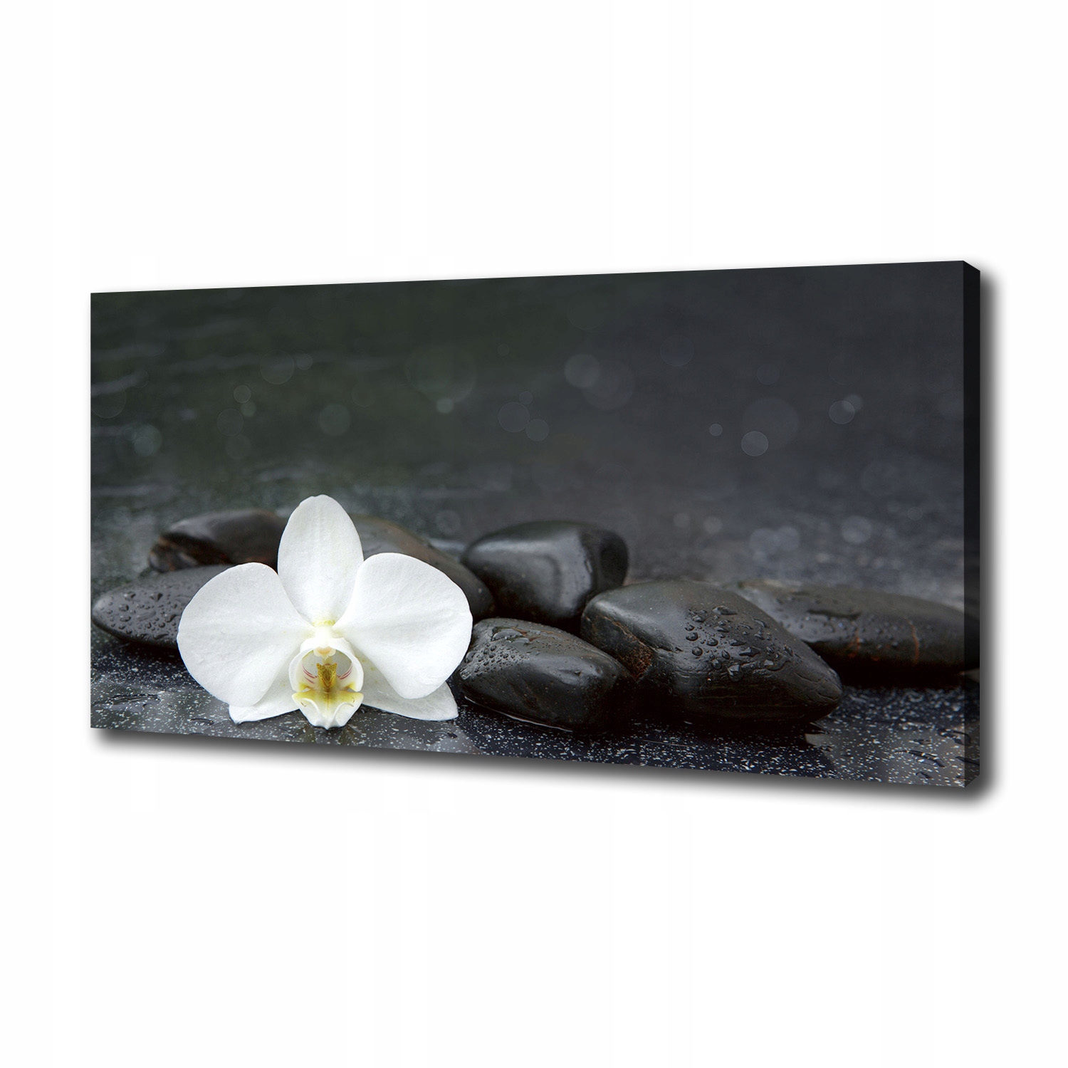 

Foto obraz canvas na ścianę Orchidea 100x50 cm