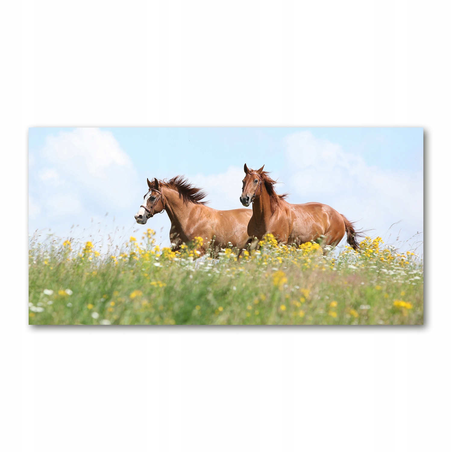 

Foto obraz szkło akryl Dwa konie w galopie 120X60