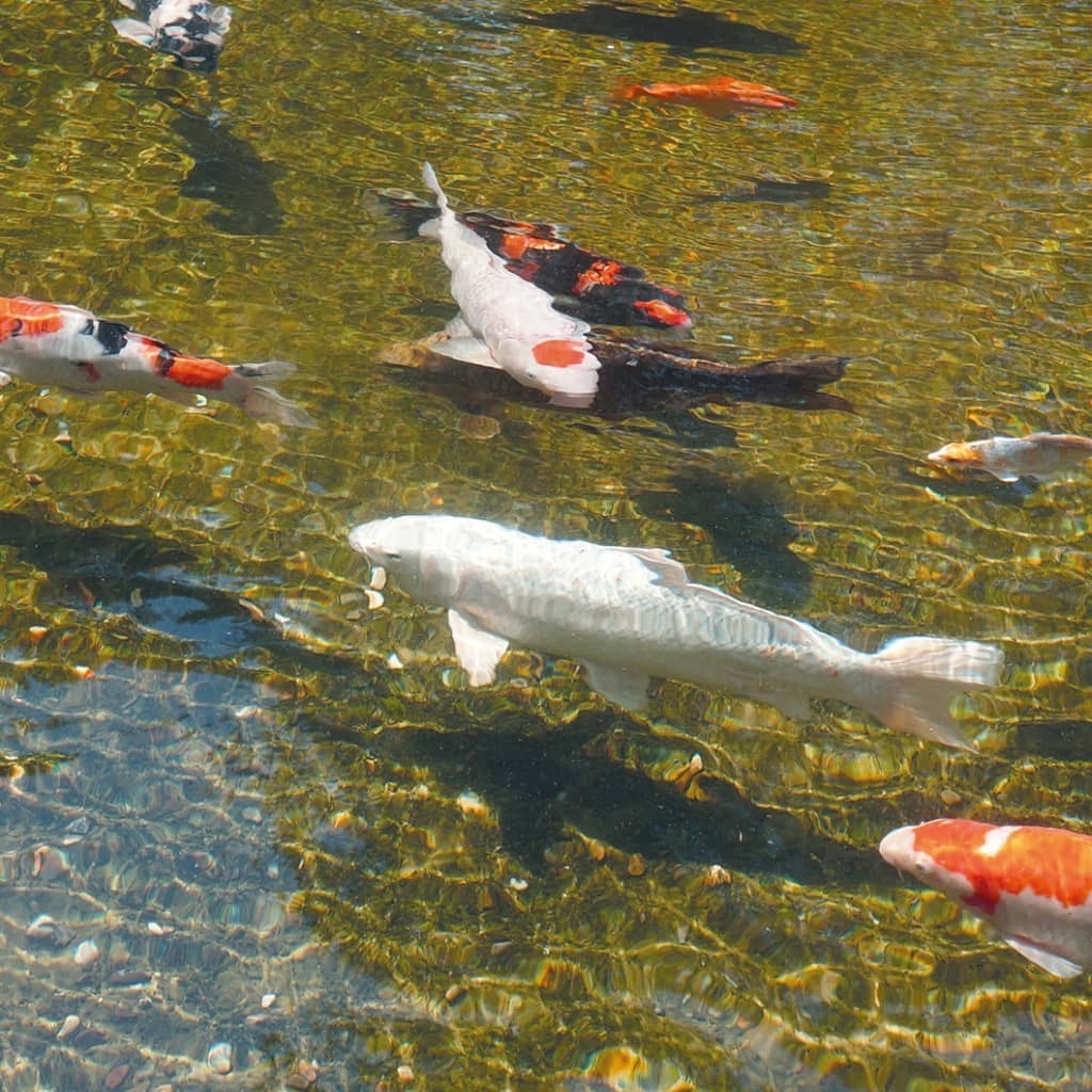 Lampa UV-C do oczka wodnego AlgClear 55000, 55 W, 1355142 ! Moc 55 W