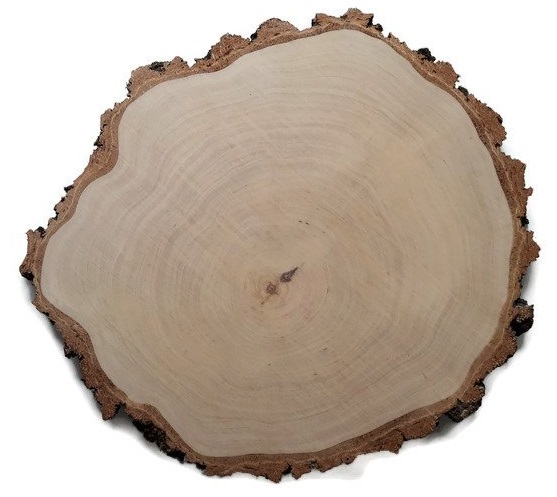 Dřevěný plát bříza 42-45 cm kroužky dřevěný břízový Velký