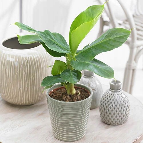 Плотный Большой Банановый Musa Dwarf Cavendish Banana
