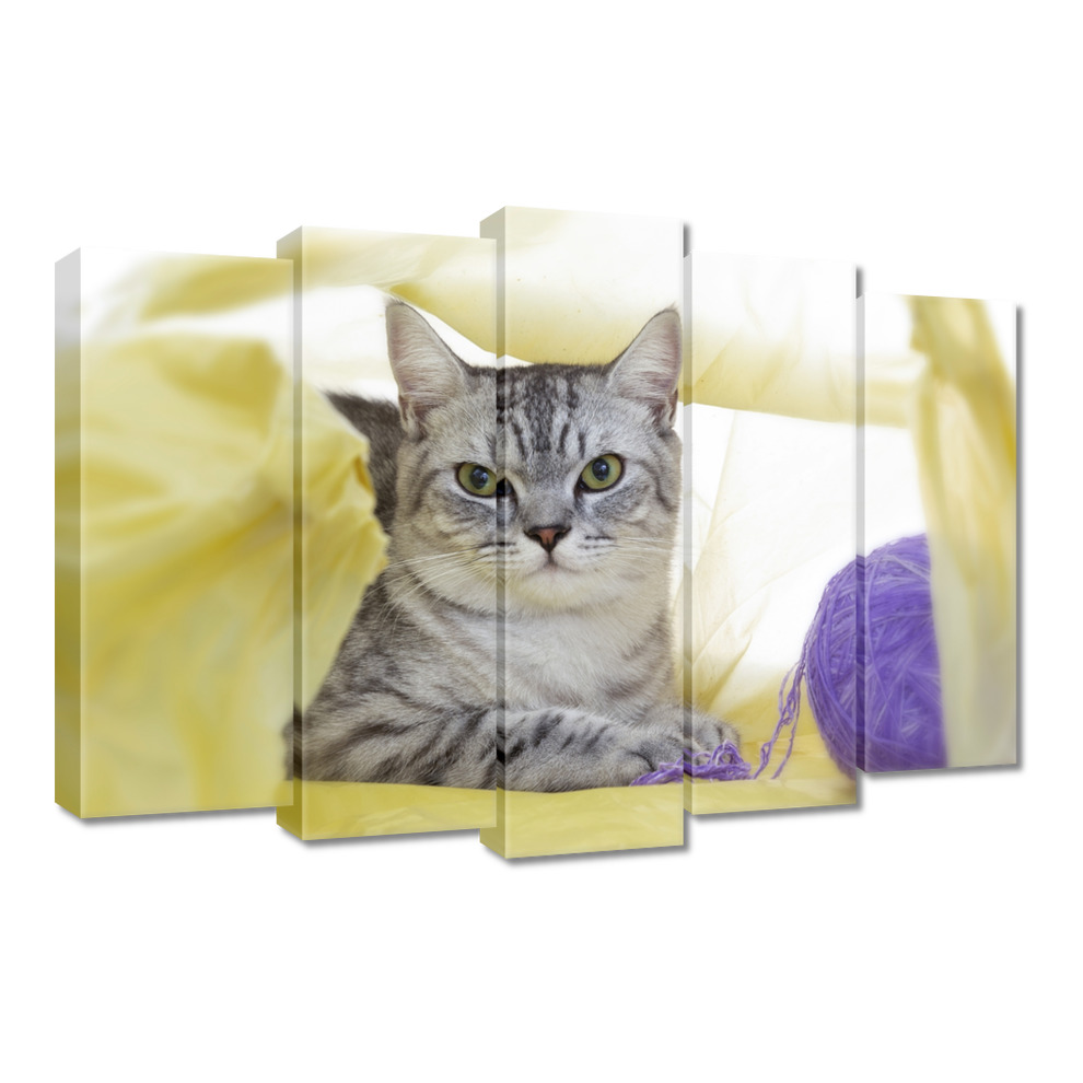 

Obrazy 70x50 Kot Kotki Koty Kicia