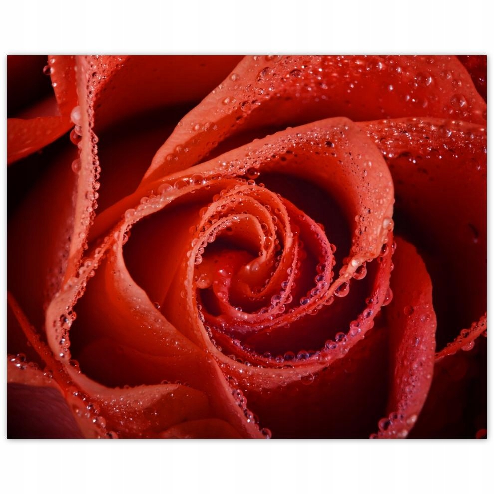 

Plakat 50x40 Krople rosy na róży
