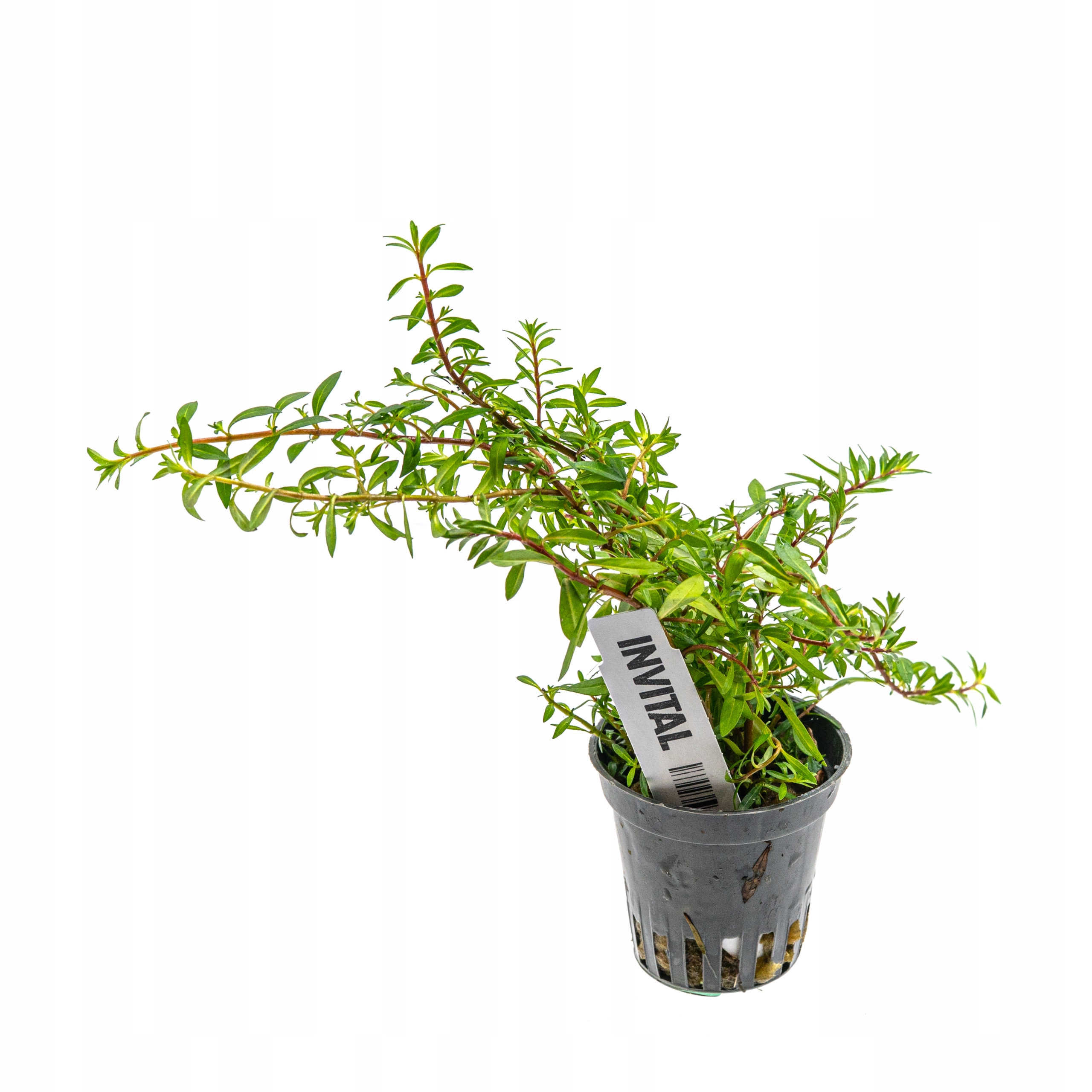 INVITAL Ludwigia arcuata koszyk Ø 5,5 cm