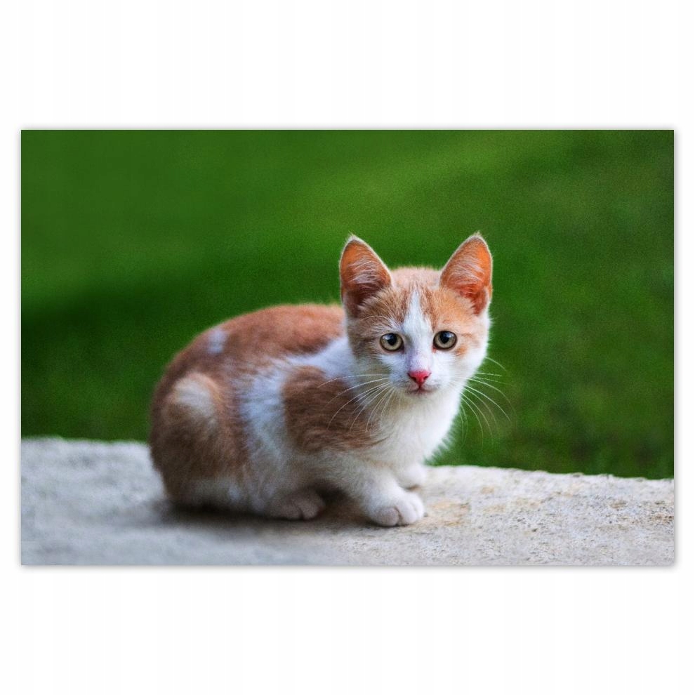 

Plakat 93x62 Kicia Kotek Kot