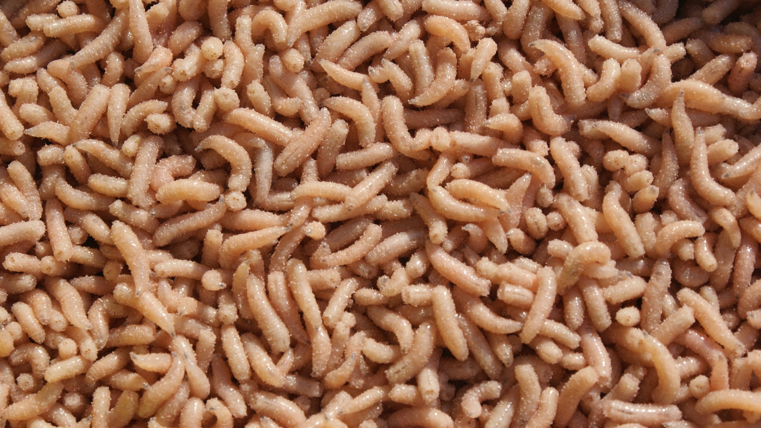 Robak Pinka Biała 1 Litr 600g