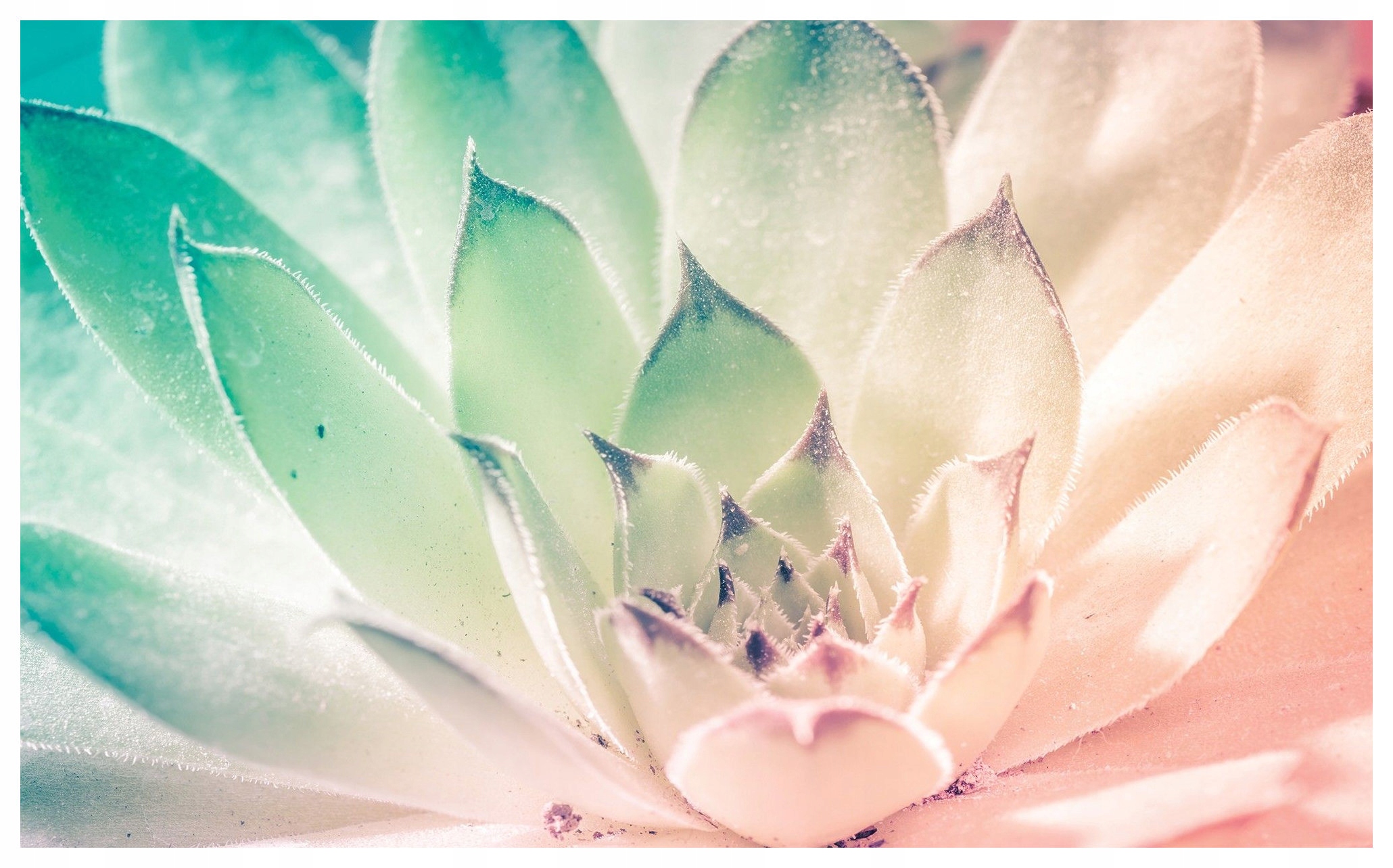 Vinylová fototapeta Sukulent jemný dotek přírody 208x146 lepidlo