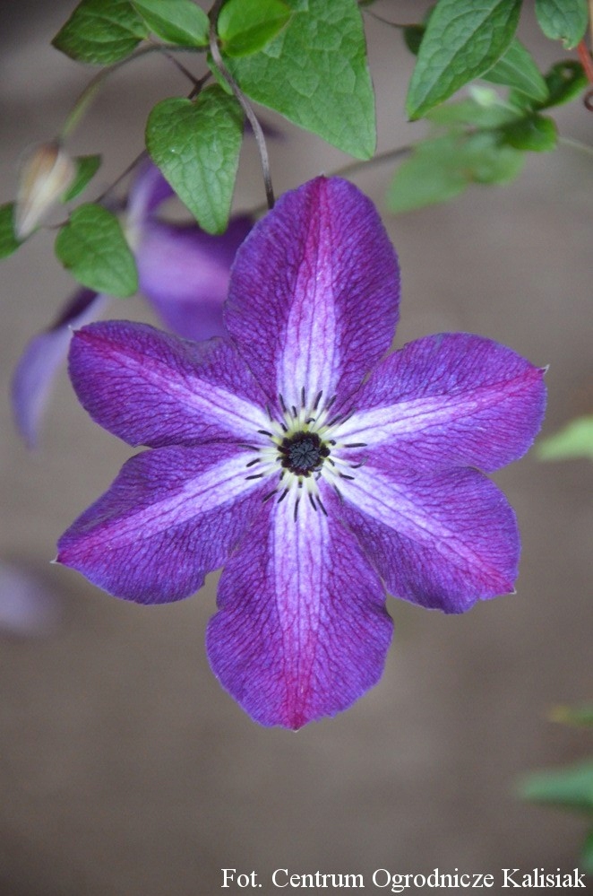 Clematis 'Night Veil' Powojnik 70-90 cm 2L