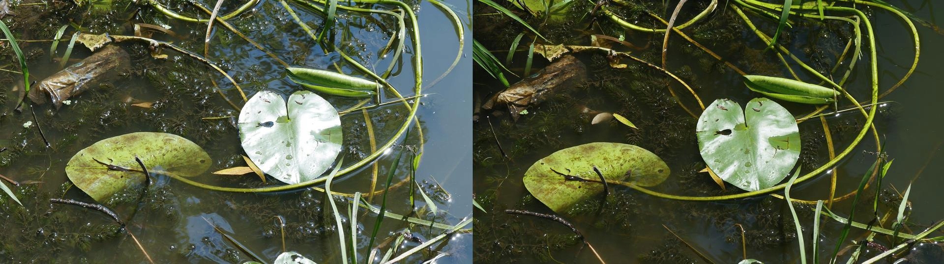 MARUMI FILTR CIRPL F+S 55MM Marka Marumi