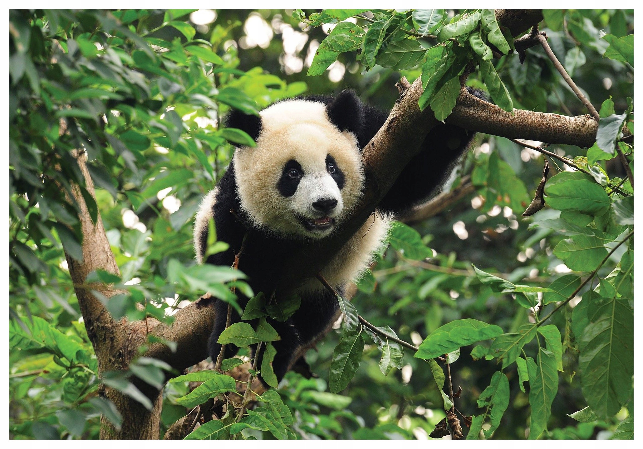 Vliesová fototapeta Panda v bambusovom lese príroda 300x210 lepidlo