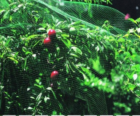 SIATKA PRZECIW PTAKOM NA PTAKI 8x14m + SZPILKI Rodzaj odstraszacz