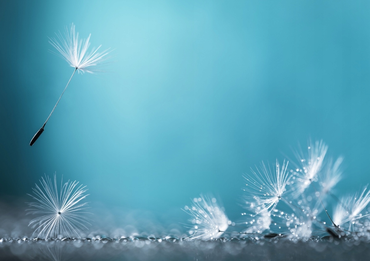 

Tapeta flizelinowa Dmuchawiec 312x219