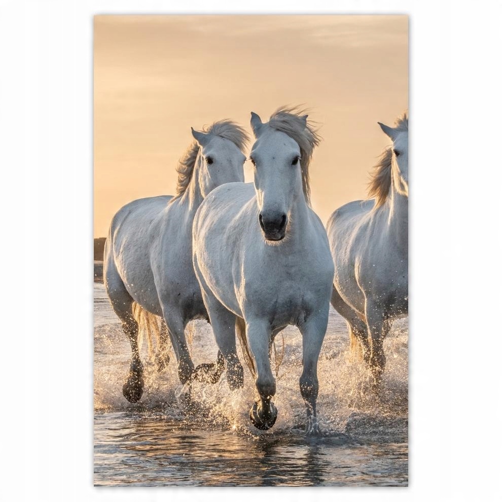 

Plakat 40x60 Dzikie konie Wild Horses