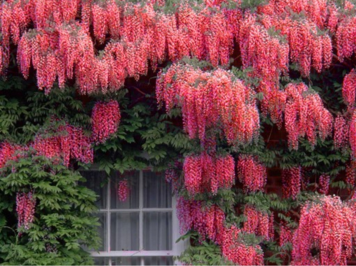 ГЛИЦИНИЯ КРАСНАЯ СКАЗОЧНАЯ ЛИАНА .