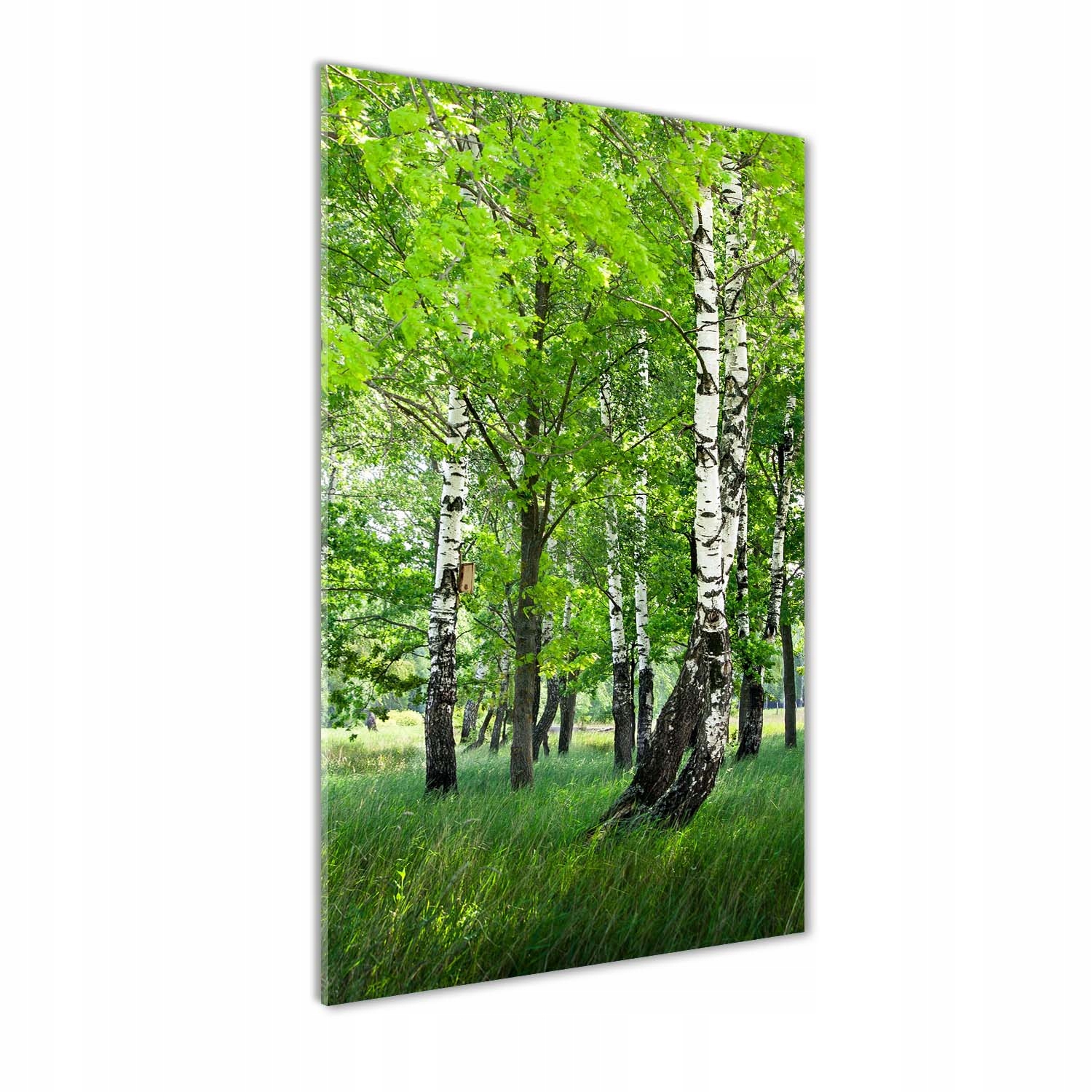 

Nowoczesny fotoobraz akrylowy Las brzozowy 50x100