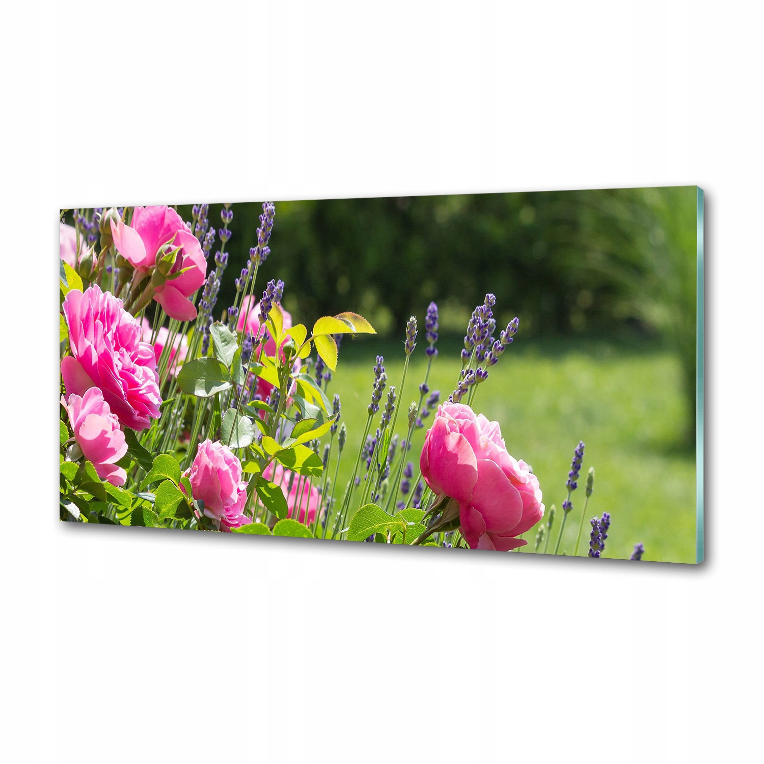Panel dekor sklo Divoká ruža 120x60 cm Lepidlo