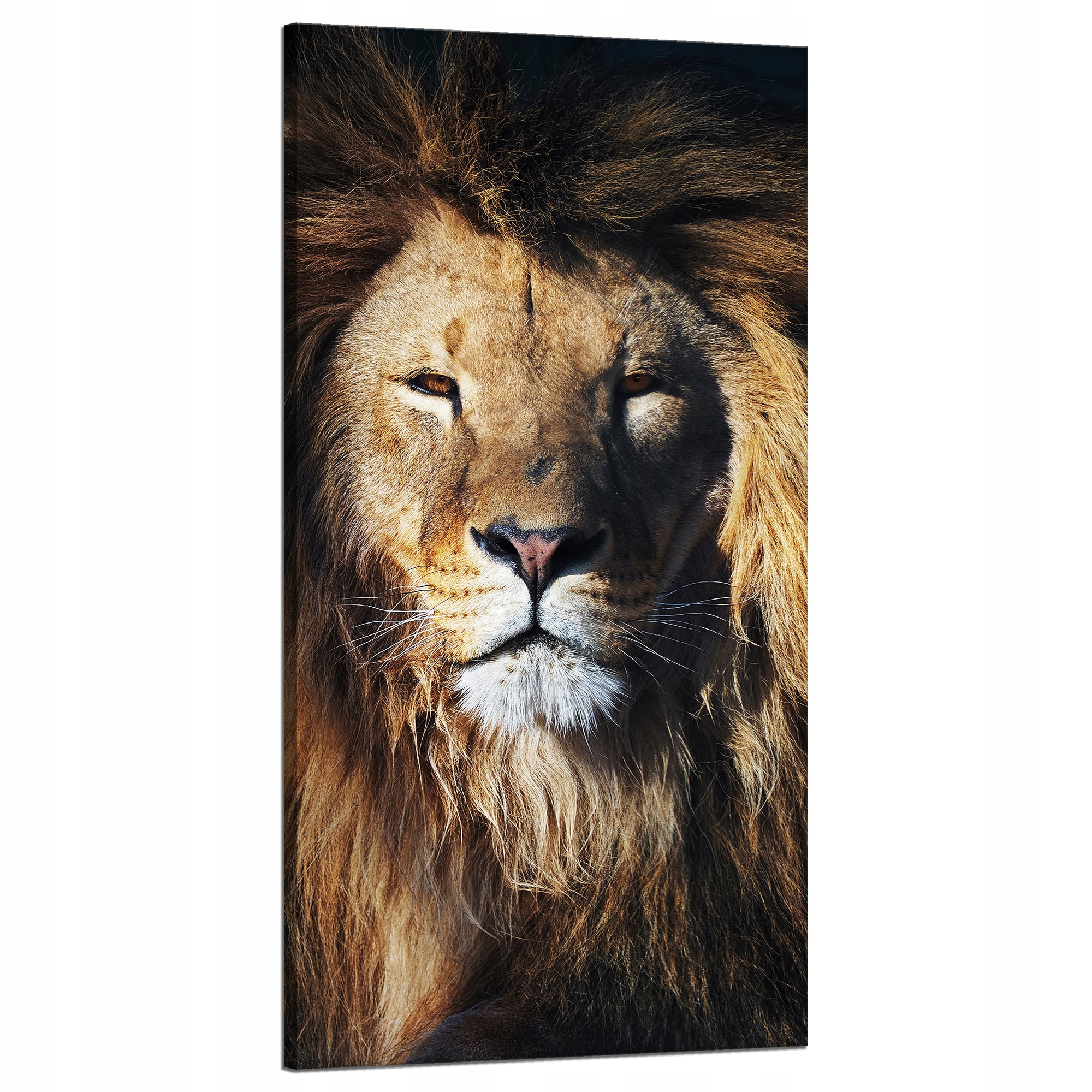 Obraz na plátně Lev Hříva Tvář Divočina 60x120 cm Ideální jako dárek