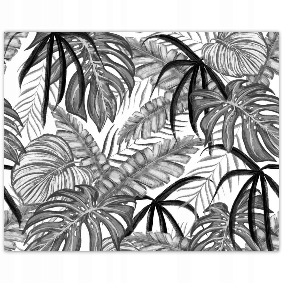 

Plakat 50x40 Monstera Zielony liść