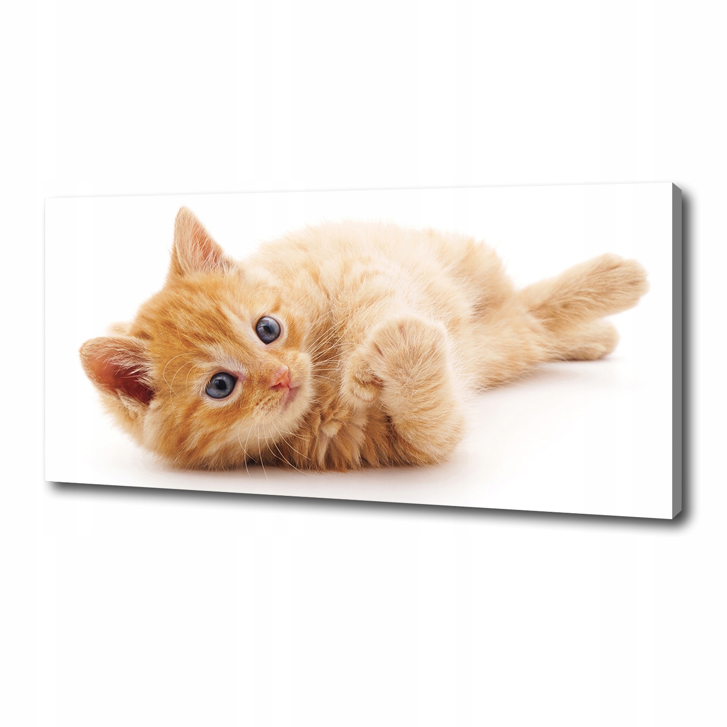 

Foto obraz canvas na ścianę Rudy kot 125x50 cm