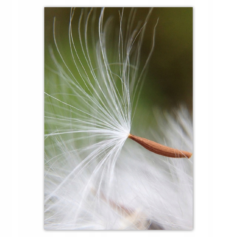 

Plakaty 62x93 Dmuchawiec Kwiat Kwiatki