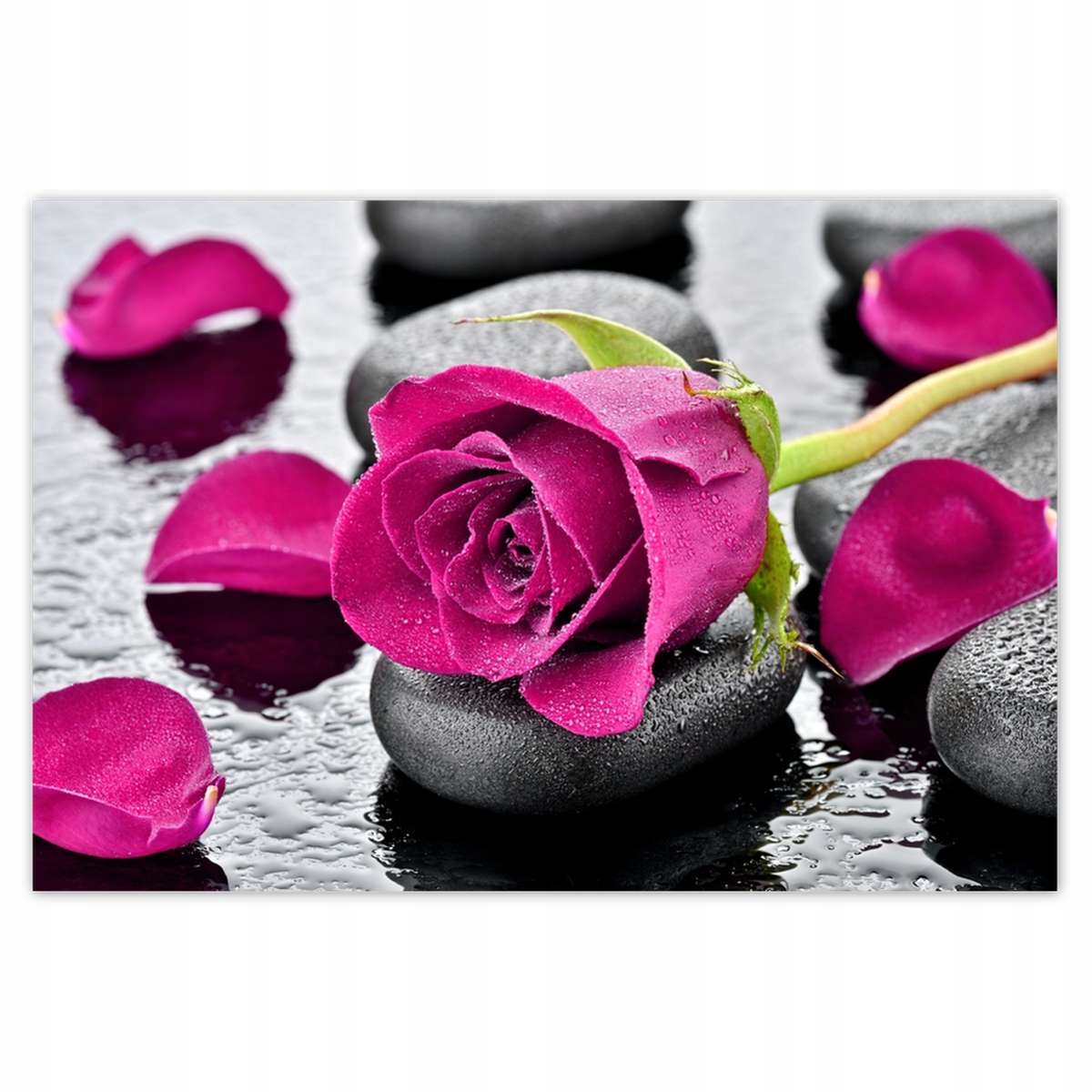 Plakáty 200x135 Růžová růže na kamenech