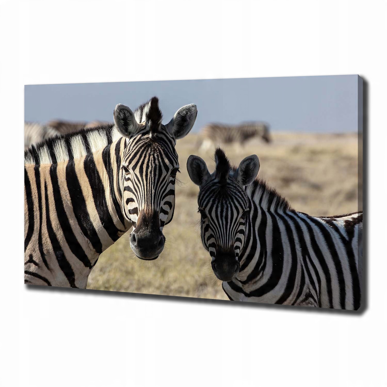 

Foto obraz canvas na ścianę Dwie zebry 100x70 cm