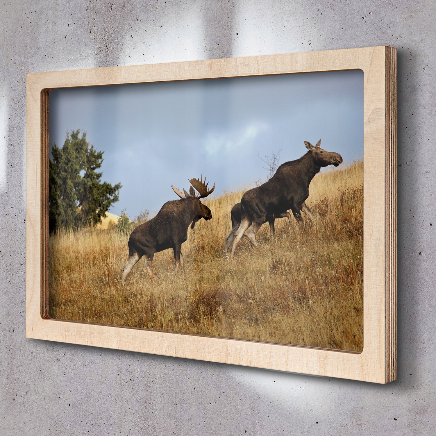 Obraz s rámečkem do obývacího pokoje Losí polena louka 65x45