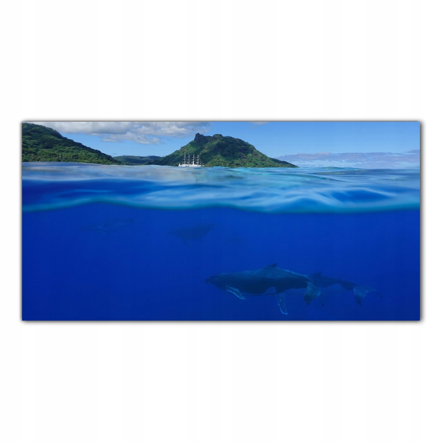

Obraz na szkle Foto Wieloryb Ocean Natura 100x50