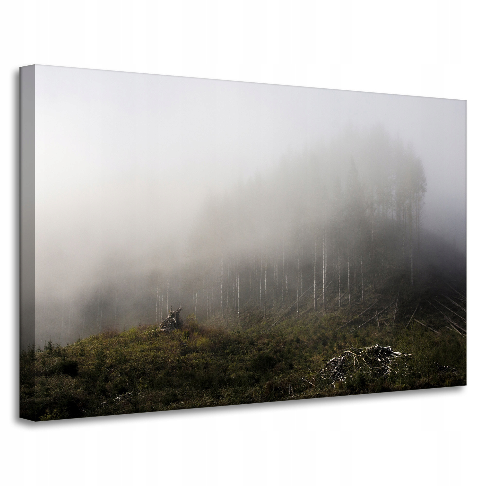 Obraz na plátně Příroda Mlha Zničený les 90x60