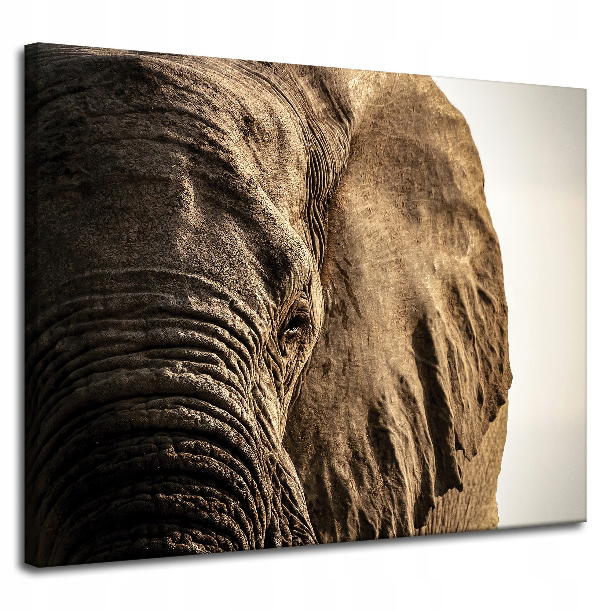 Obraz na plátně Tvář slona Oko Příroda 100x80 cm Ideální jako dárek