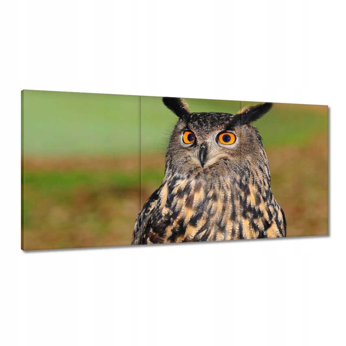 Obrazy 180x90 Sova