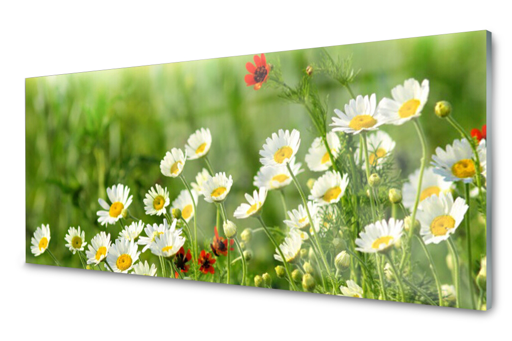 

Panel szklany do kuchni Stokrotka Roślina 125x50