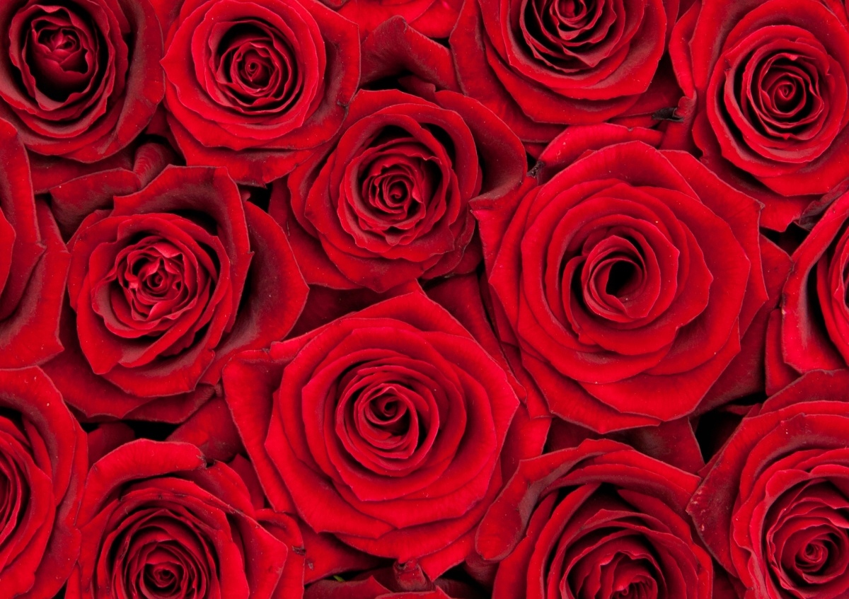 

Tapeta flizelinowa Czerwone róże 208x146