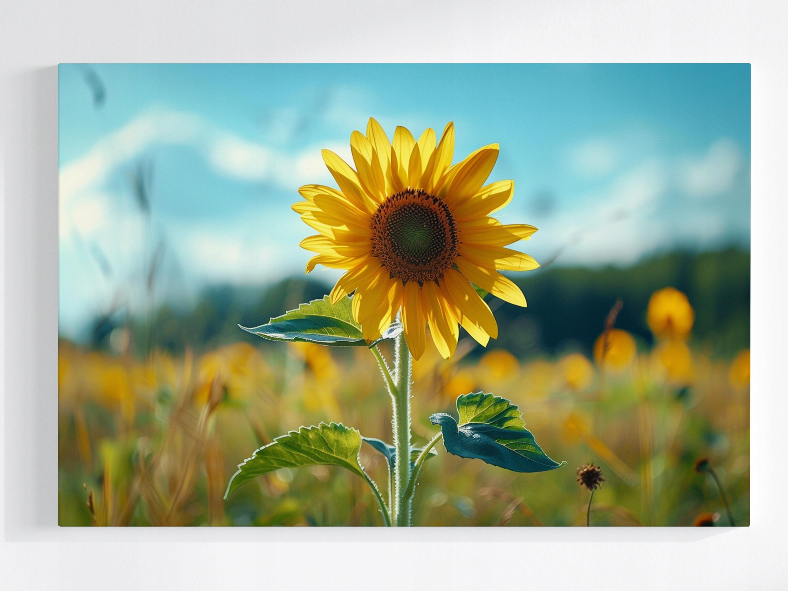Obraz Na Plátně Canvas Květ Slunečnice Pole Louka Příroda 120x80