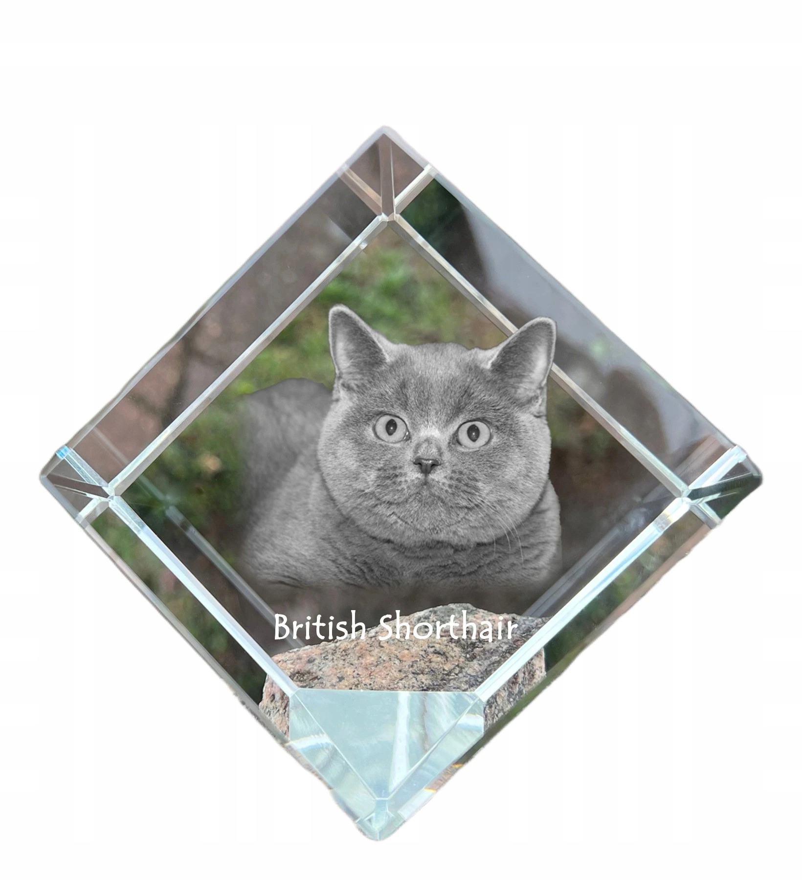 Britská krátkosrstá kryštálová kocka s fotografiou mačky do ordinácie