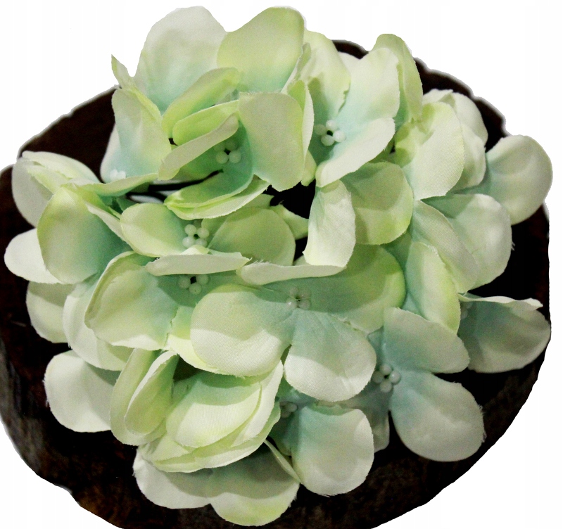 

Hortensja Główka Spokojna Wanilia, Turkus 14 cm