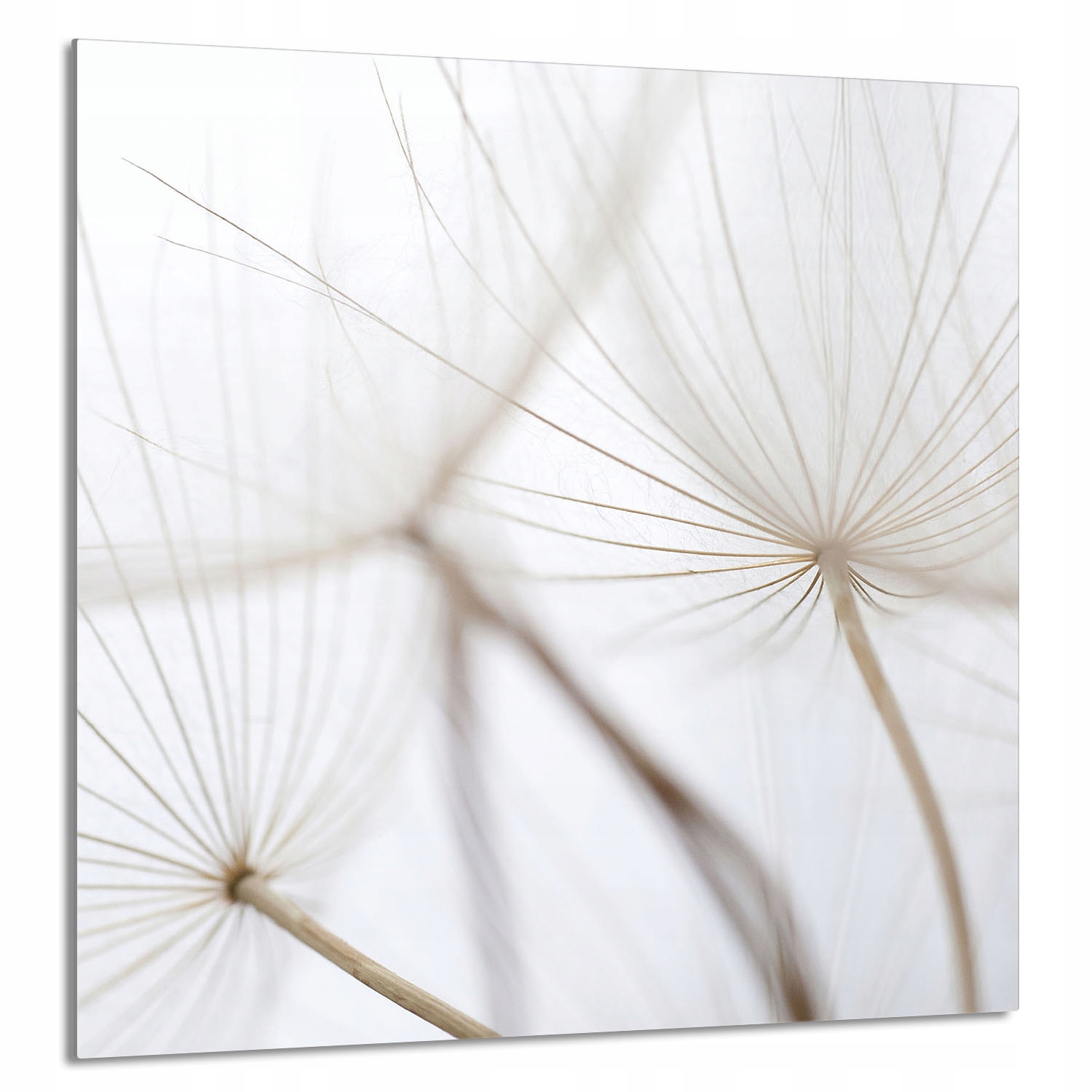 Skleněný Panel Do Kuchyně 60x65 Květina Tvrzené Sklo