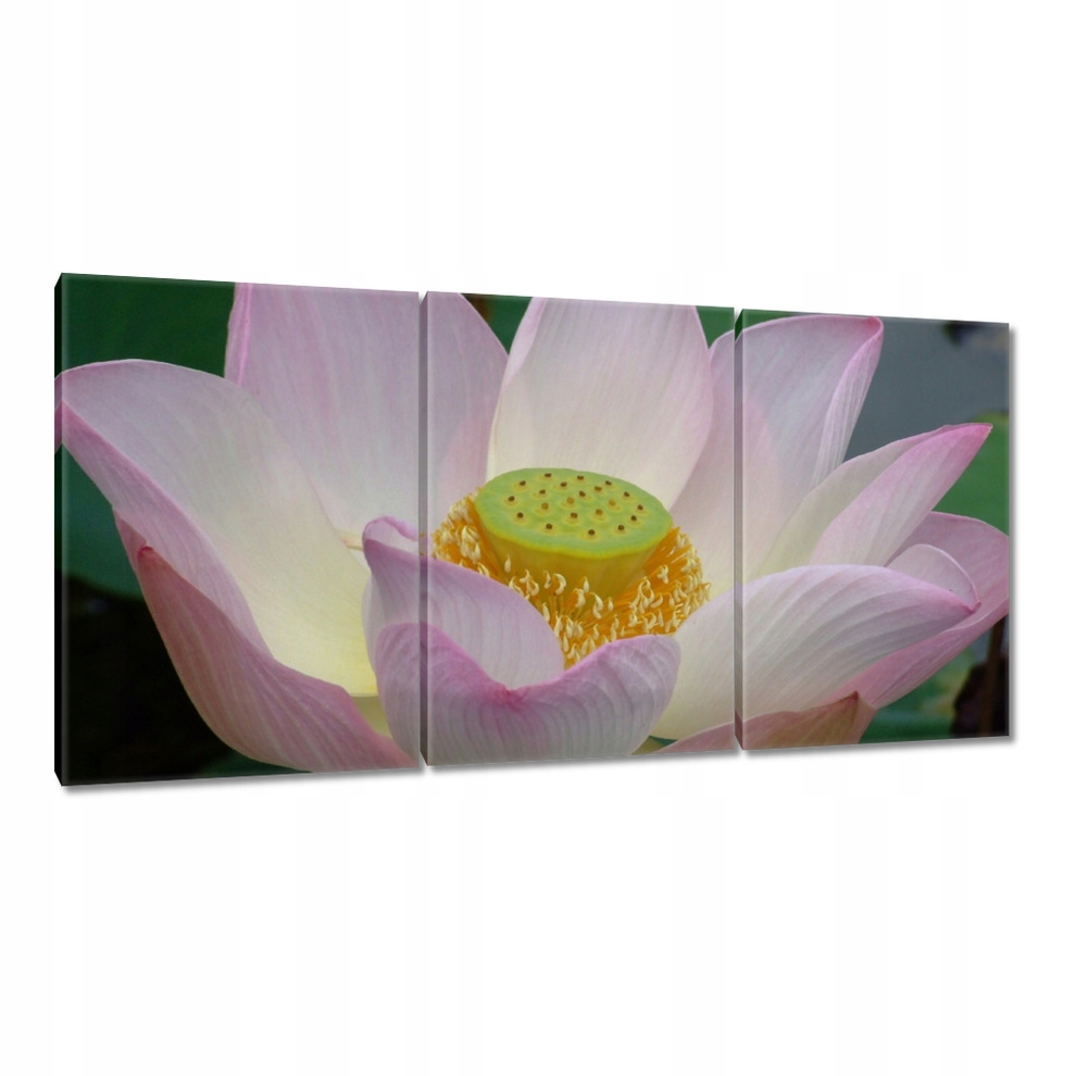 

Obrazy 120x60 Lotos Kwiat lotosu