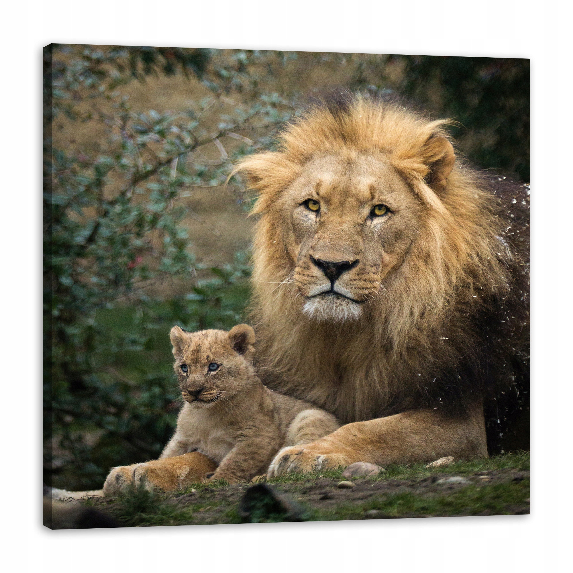 Obraz na plátně Lev a Lvíček Příroda Stromy Příroda 90x90 cm