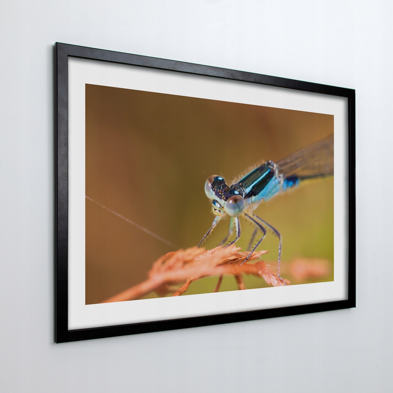 Obraz v rámu na zeď Vážka hmyz větev 70x50 cm