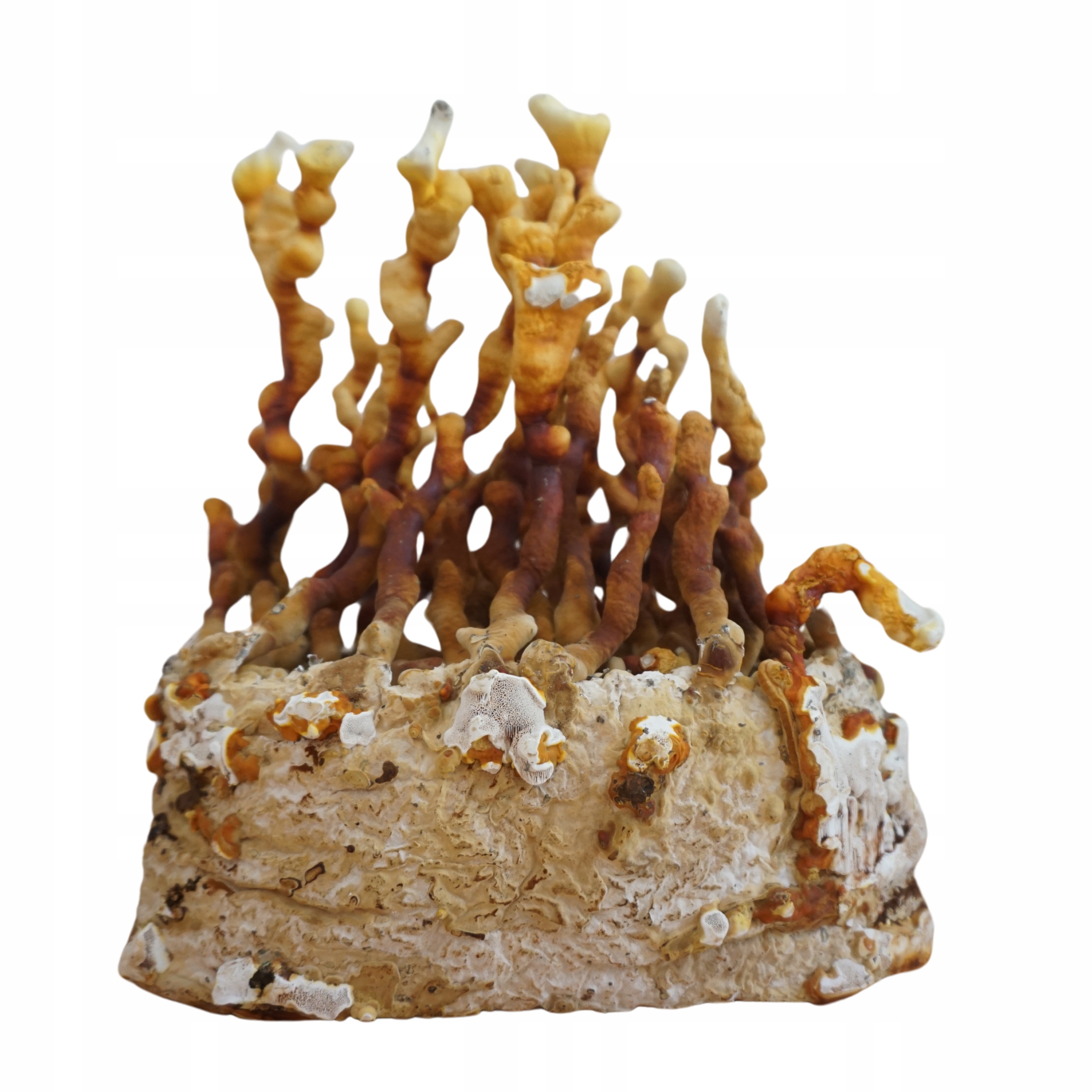 Levně Houba Reishi Craftová Growkit Ručně vyráběná pro domácnost ve fólii Ozdoba 2,5 kg