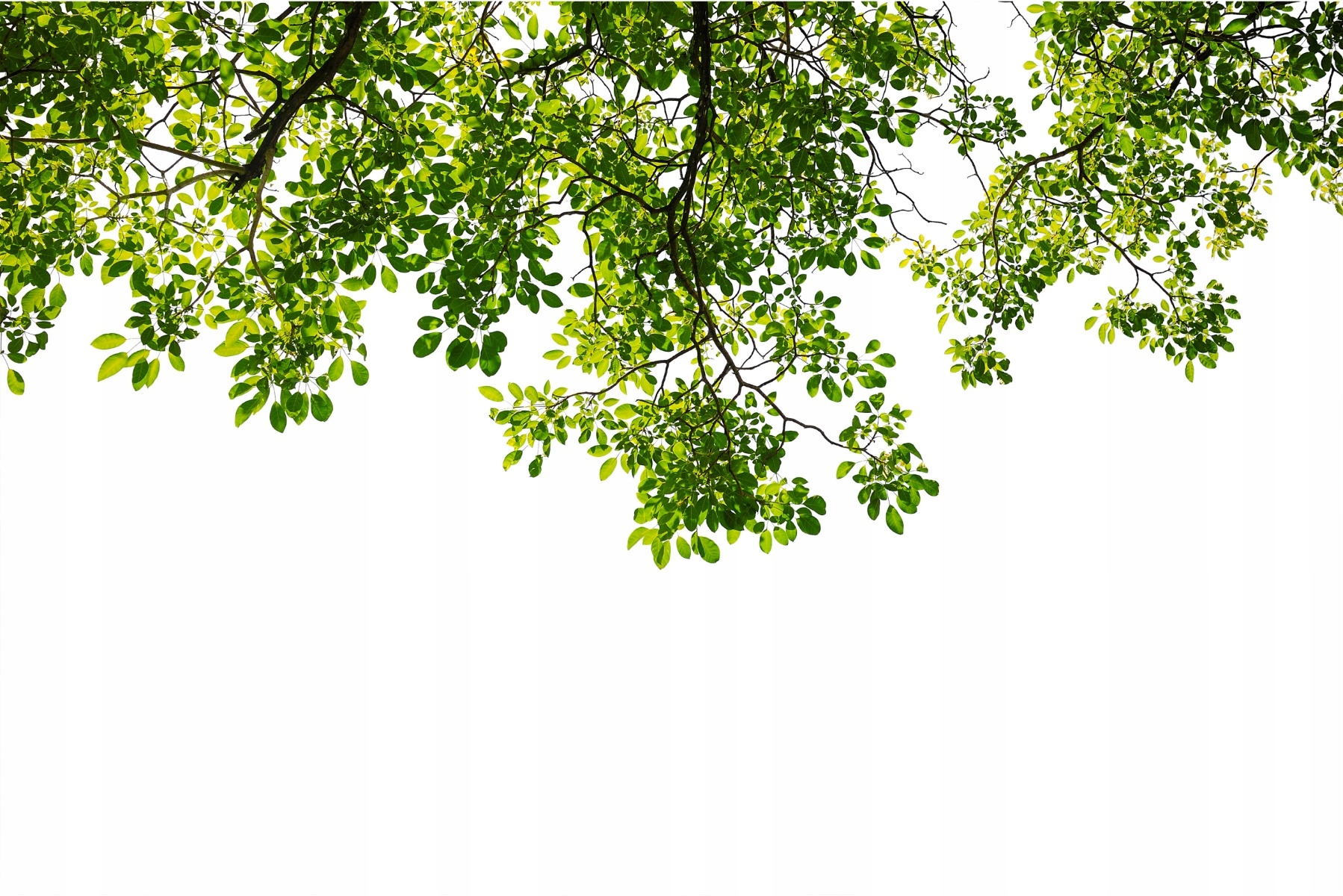 

Fototapeta Do Kuchni liście gałęzie natura 270x180
