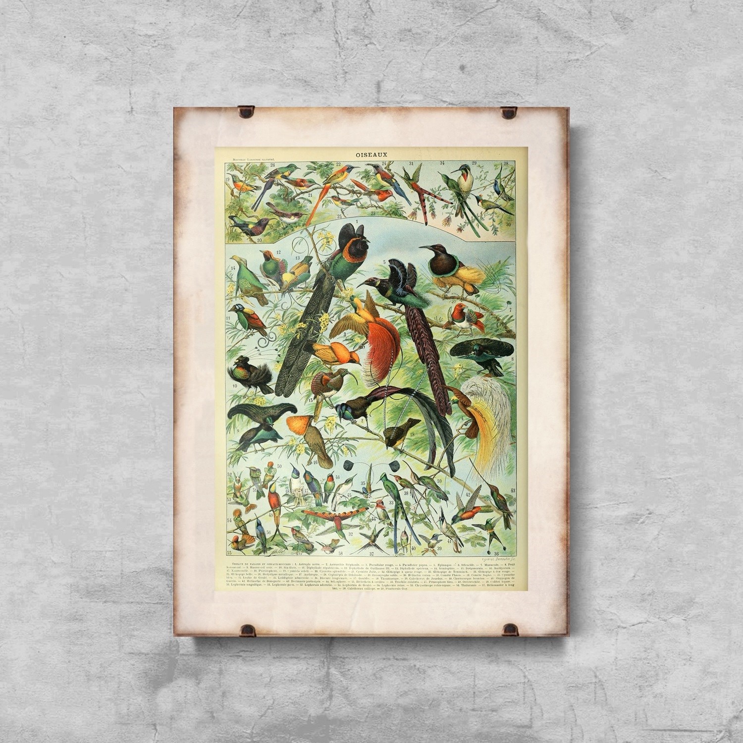 Plakat vintage Adolphe Millot Oiseaux Bird A4 Rodzaj bez ramy
