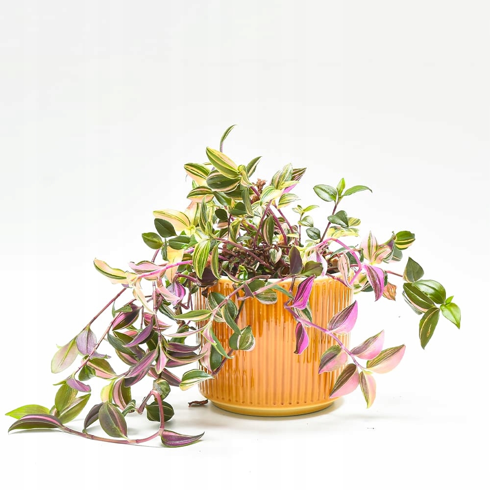 Osłonka ceramiczna Cylindryczna Rowkowana Rodzaj osłonka