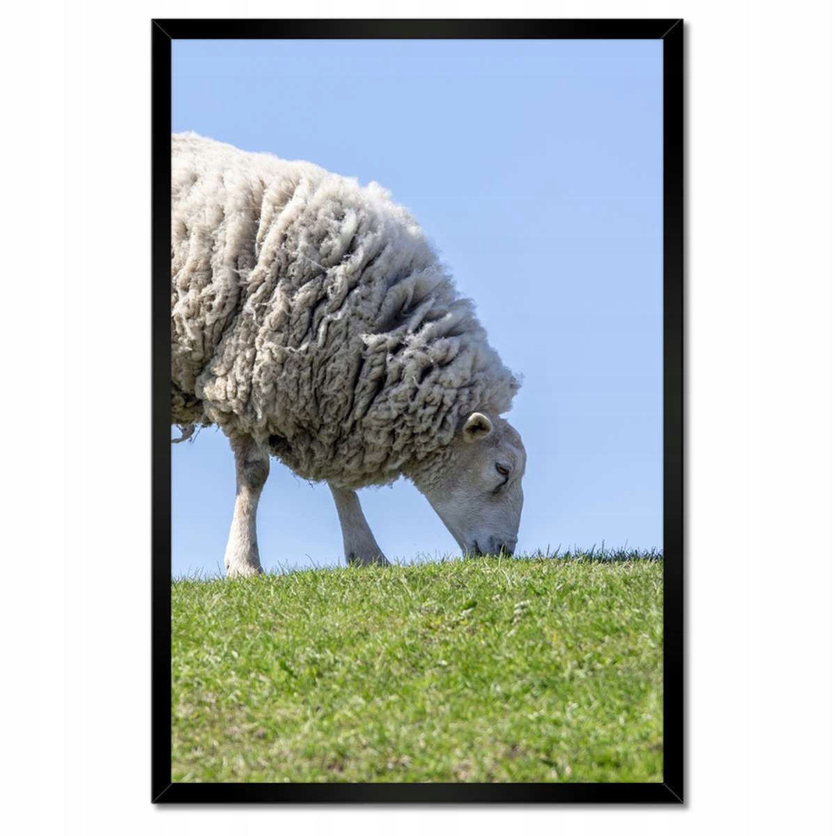 Plakáty v rámu 40x60 Ovce při pasení Hala