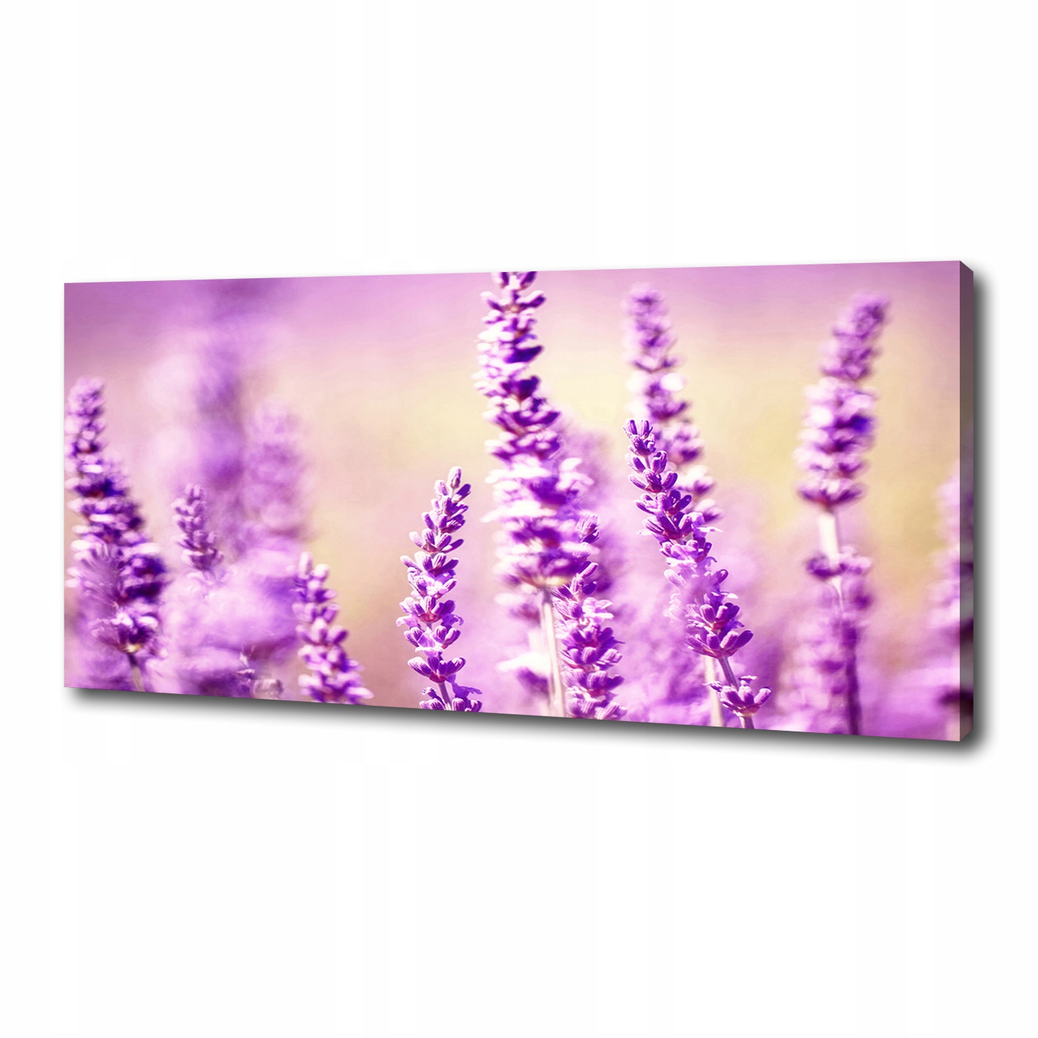

Foto obraz canvas na ścianę Lawenda 125x50 cm